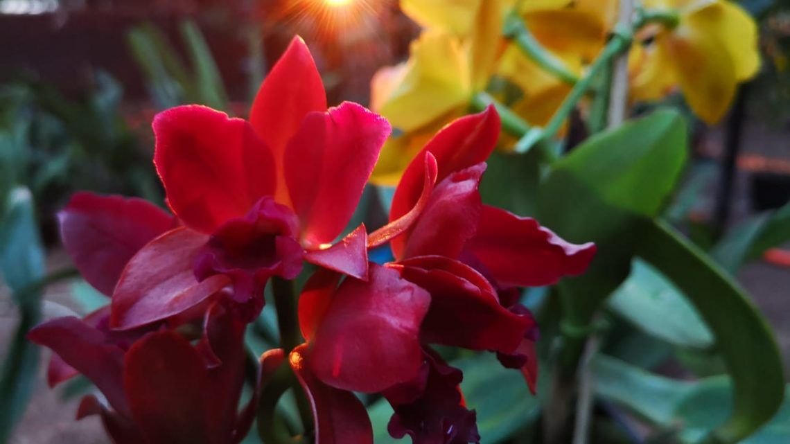 Expo Feria Orquídeas en Cambyretá