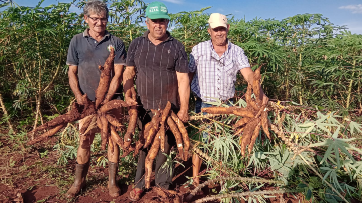 Productores de Itapúa estiman cosecha de 1,8 millones de kilos de mandioca, con respaldo del MAG