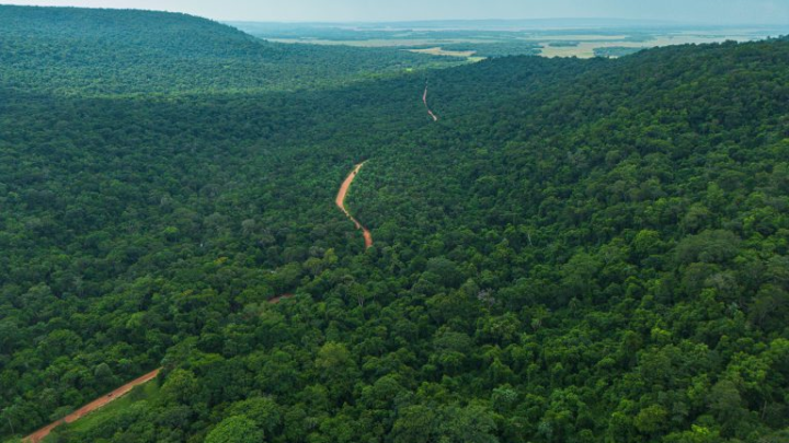 Política Forestal Nacional busca convertir al sector en motor de desarrollo económico y potenciar exportaciones de Paraguay