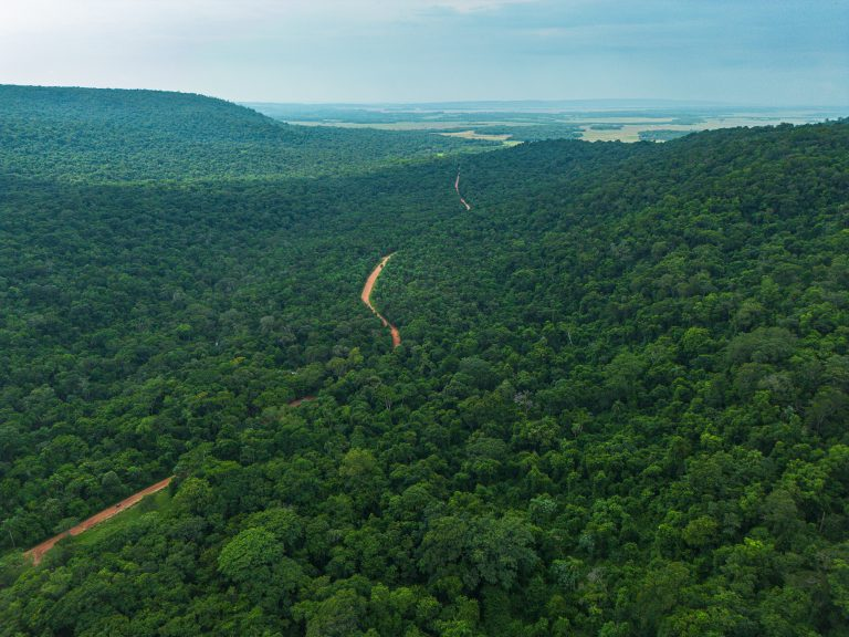 Política Forestal Nacional busca convertir al sector en motor de desarrollo económico y potenciar exportaciones de Paraguay